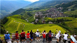 一品红下金蛋的鸡卖掉了