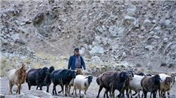 实探风波中的安世半导体东莞工厂：原材料告急、已限制出货、员工将“上四休三”