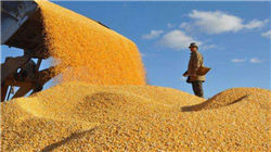 农大科技IPO上会前夜：营收三连降，募投项目缩水25%，“不缺钱”也要募资补流